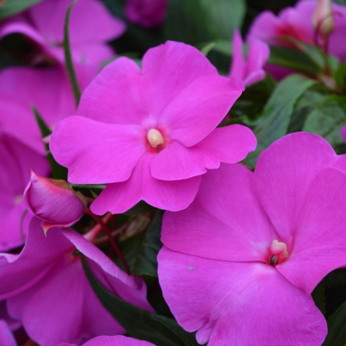 Новогвинейский бальзамин