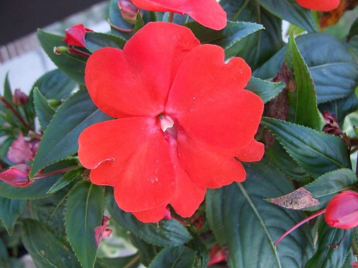 Новогвинейский бальзамин