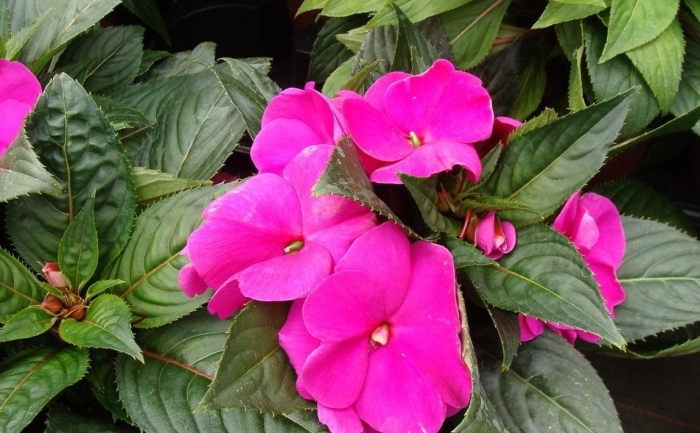 Бальзамин новогвинейский черенки