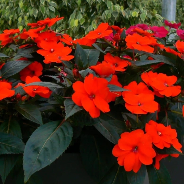 Бальзамин новогвинейский оранж