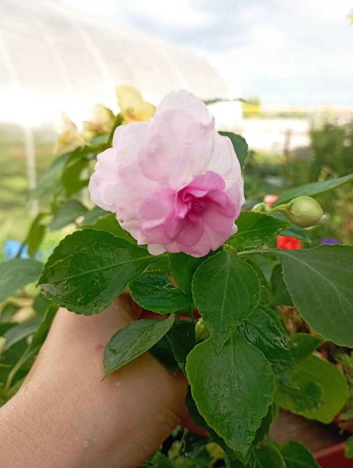 Бальзамин махровый афина