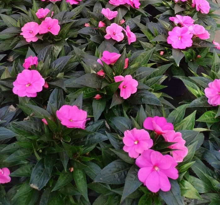 Бальзамин садовый