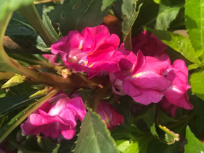 Бальзамин гибридный сафари