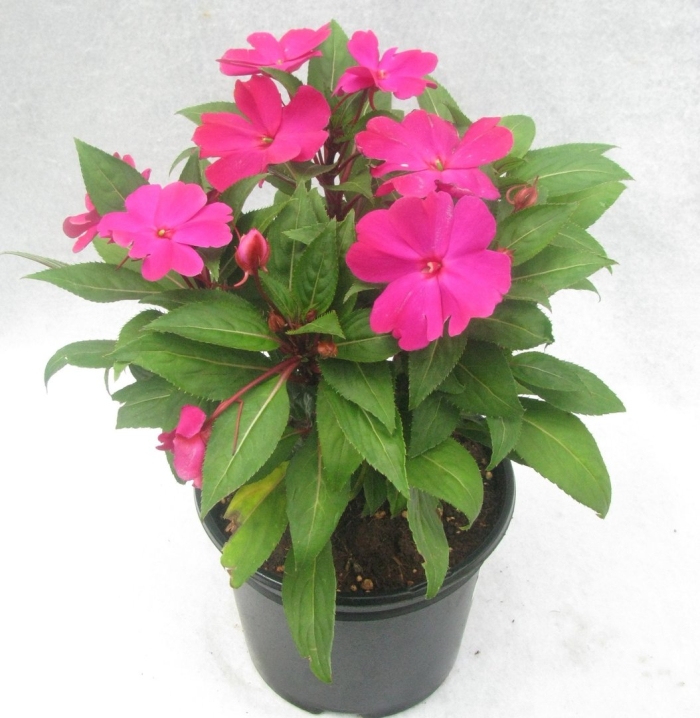 Цветок бальзамин комнатный