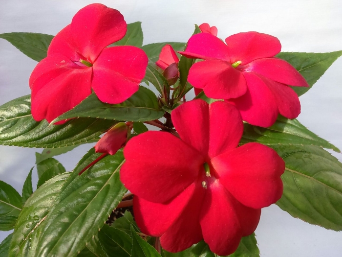 Бальзамин новогвинейский красный