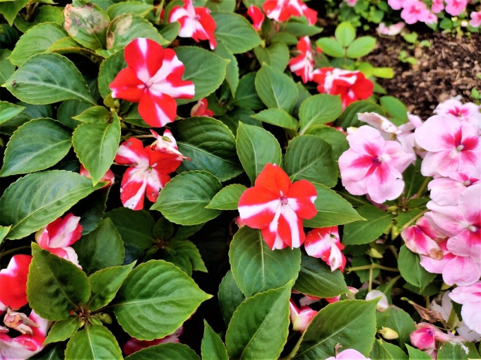 Бальзамин уоллера