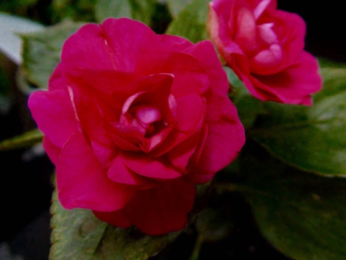 Бальзамин малиновый махровый