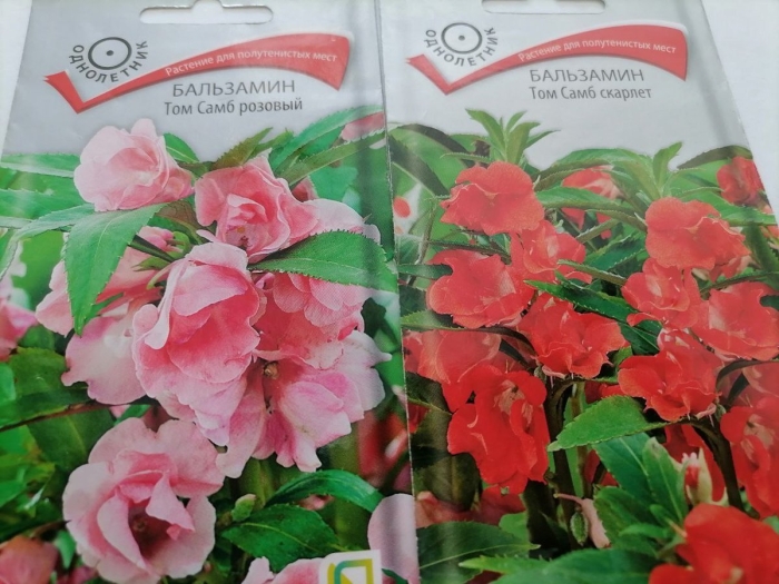 Бальзамин том самб розовый