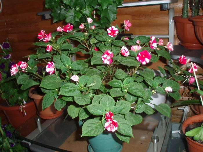 Бальзамин цветок