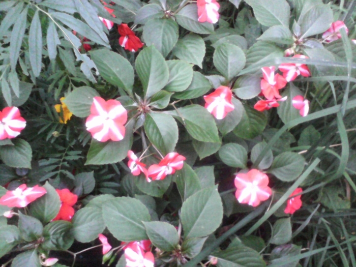 Королевский бальзамин