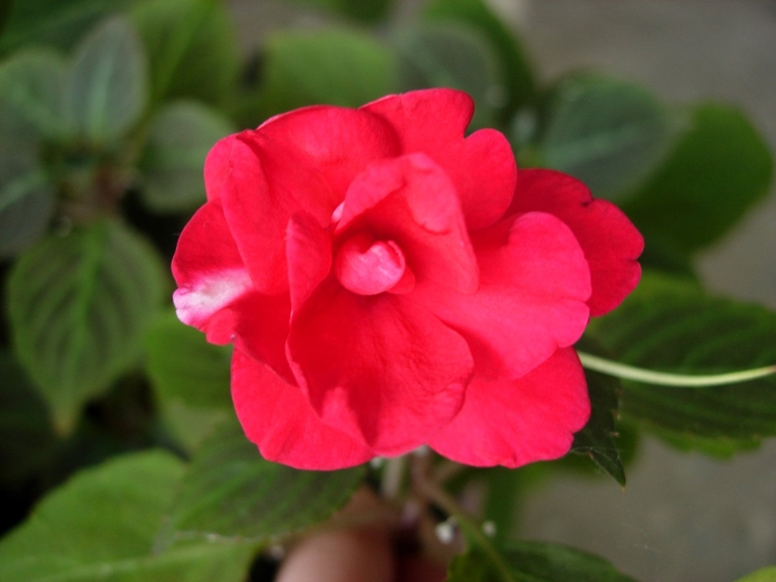 Бальзамин махровый афина ред