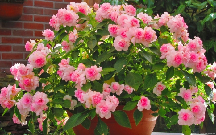 Ванька мокрый цветок