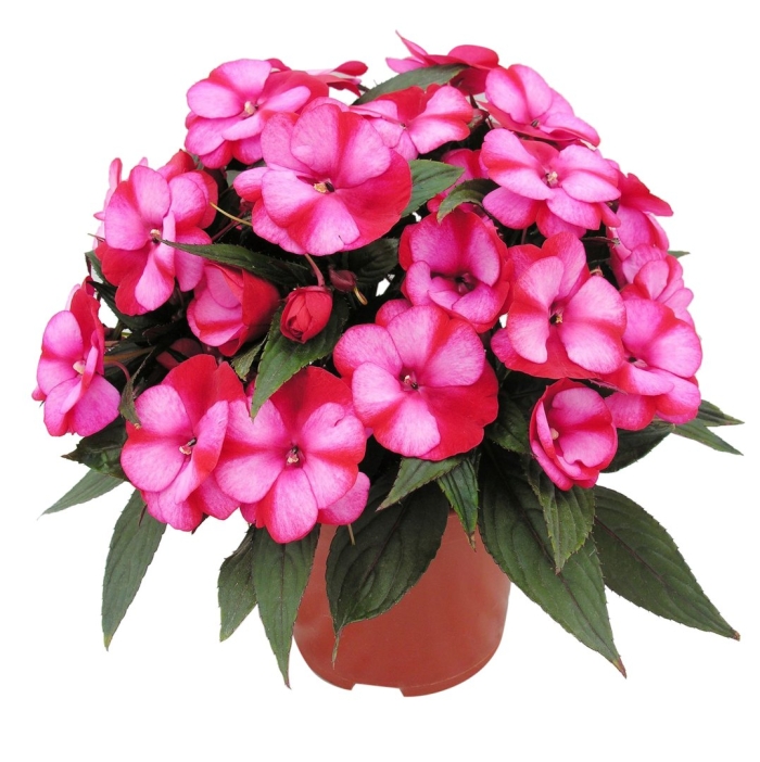 Бальзамин новогвинейский magnum