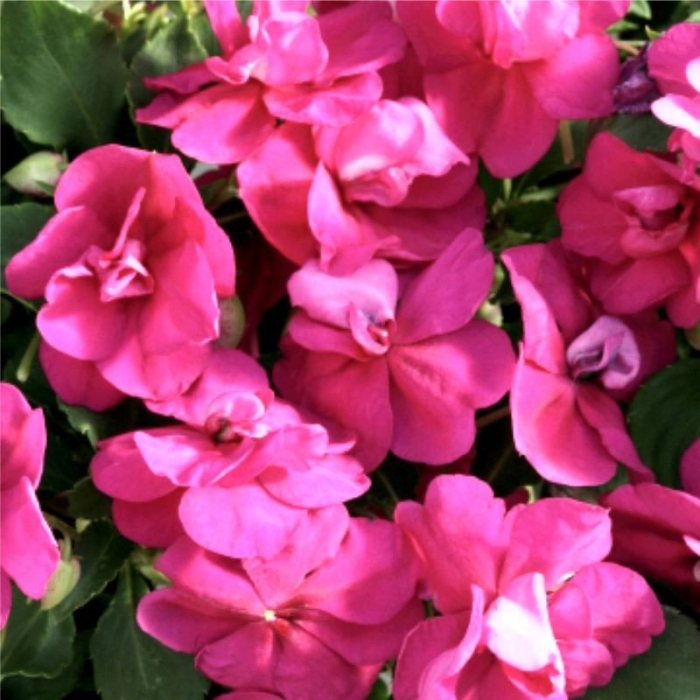 Бальзамин махровый афина брайт парпл