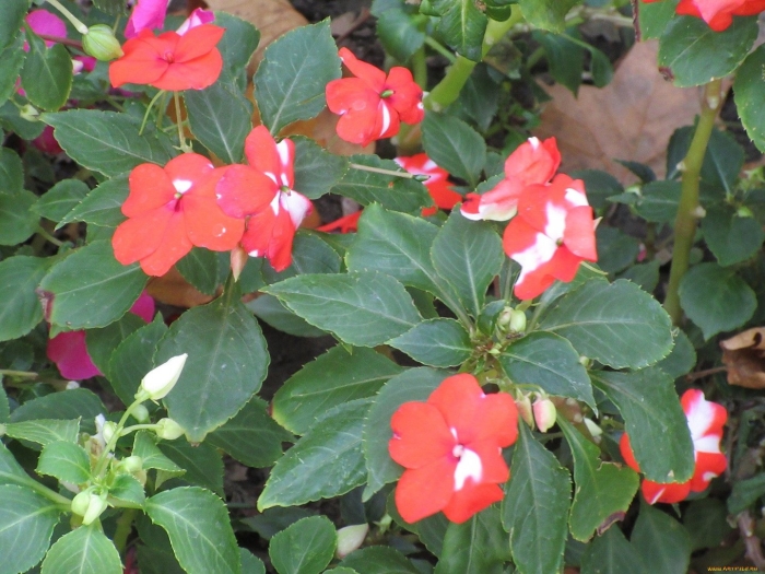 Цветок бальзамин