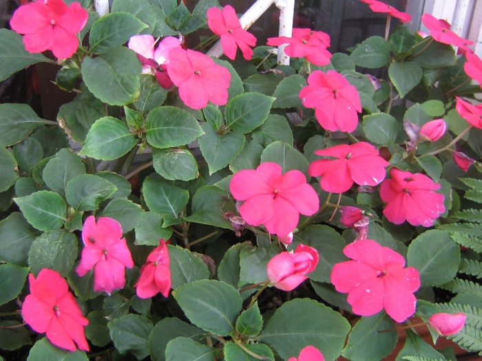 Бальзамин уоллера евразия