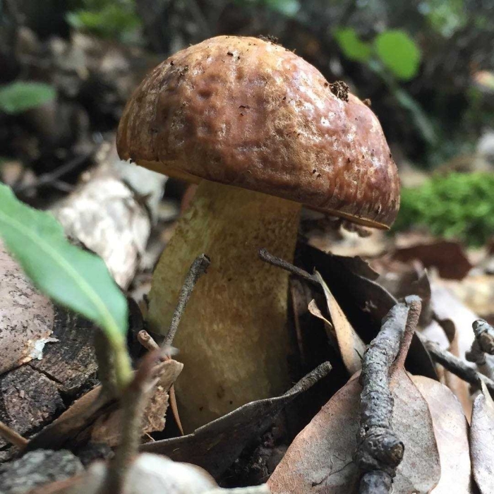 Гриб боровик подосиновик