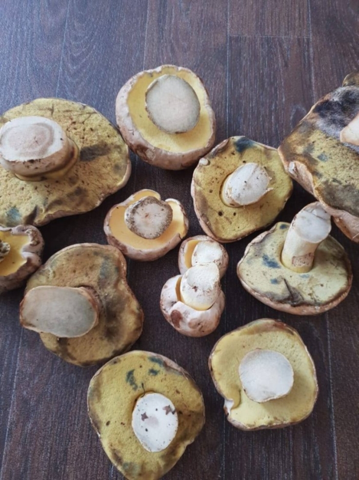 Гриб боровик