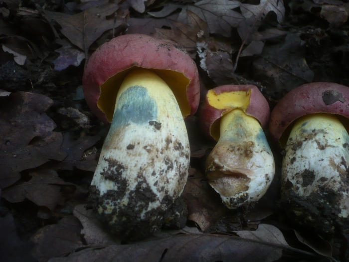 Боровик королевский болетовые