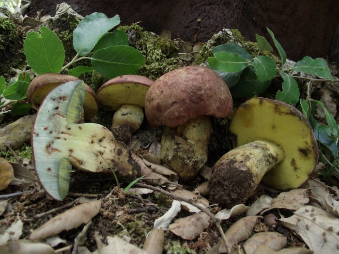 Боровик девичий (boletus appendiculatus)