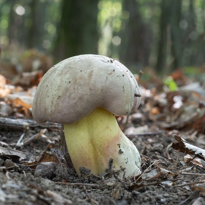 Боровик коренящийся