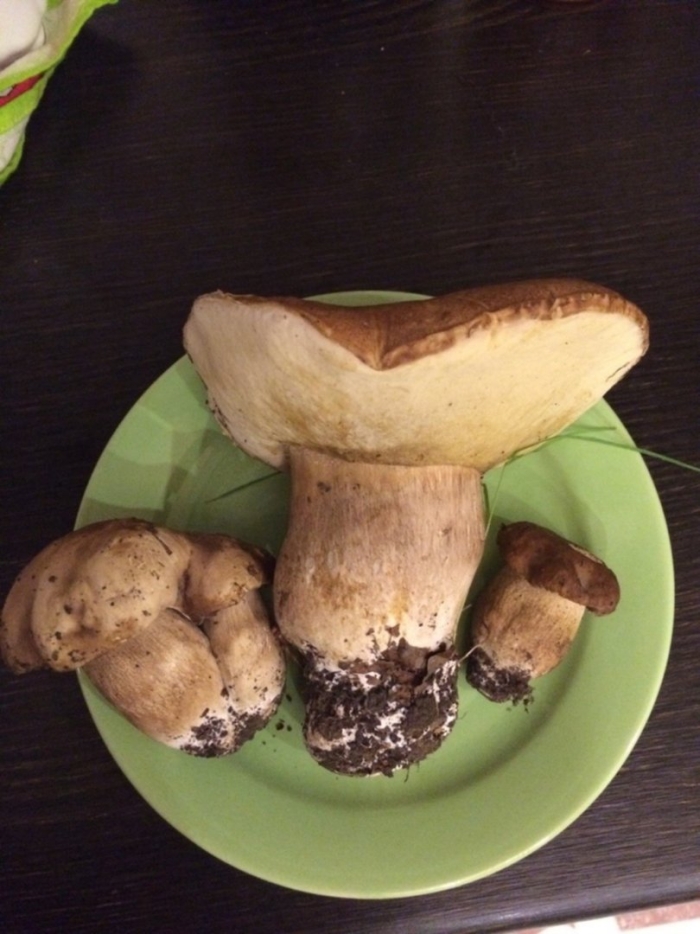 Грибы белый гриб