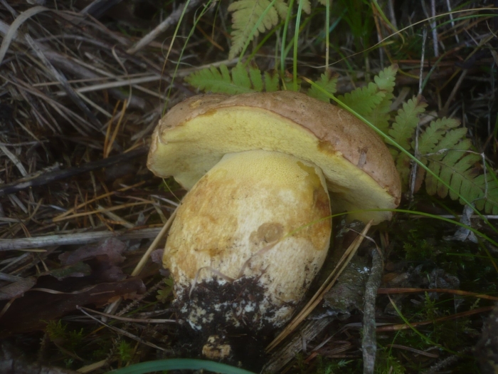 Butyriboletus subappendiculatus