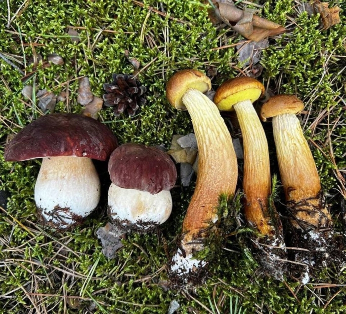 Гриб боровик