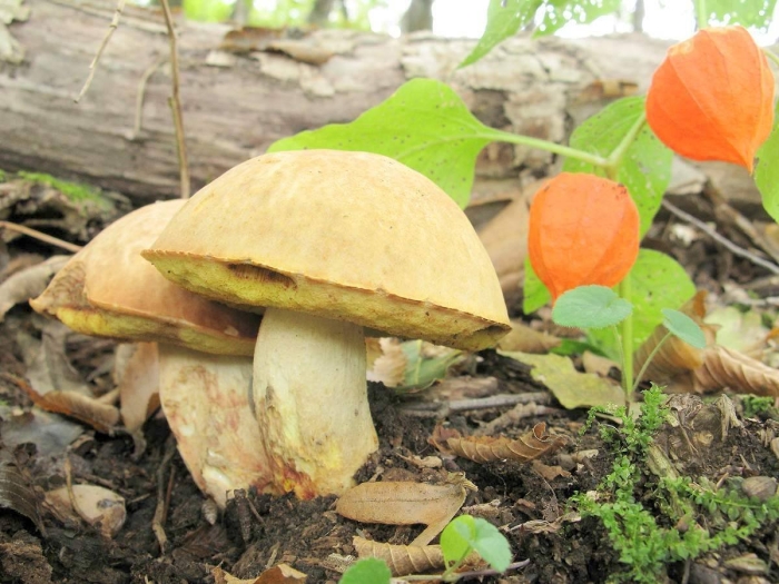 Гриб дубовик крапчатый