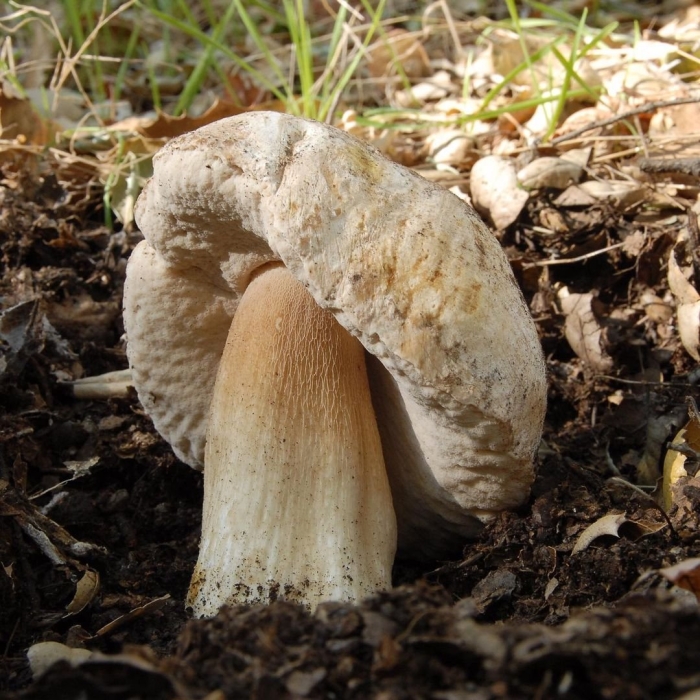 Белый гриб дубовый