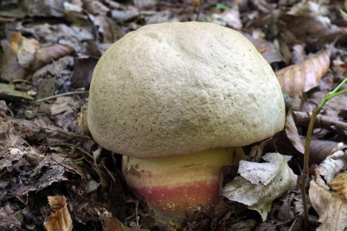 Боровик фехтнера (butyriboletus fechtneri)