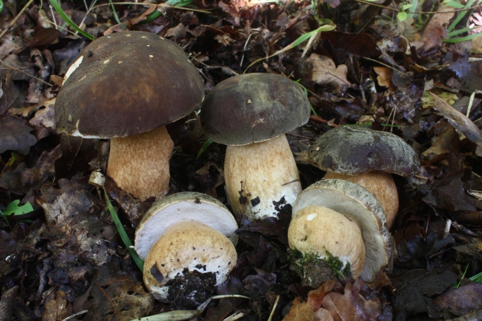 Белый гриб тёмно бронзовый