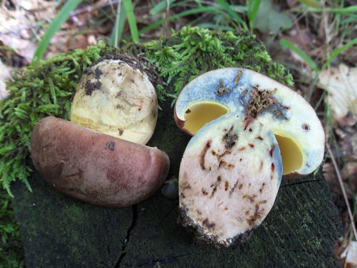 Boletus reticulatus