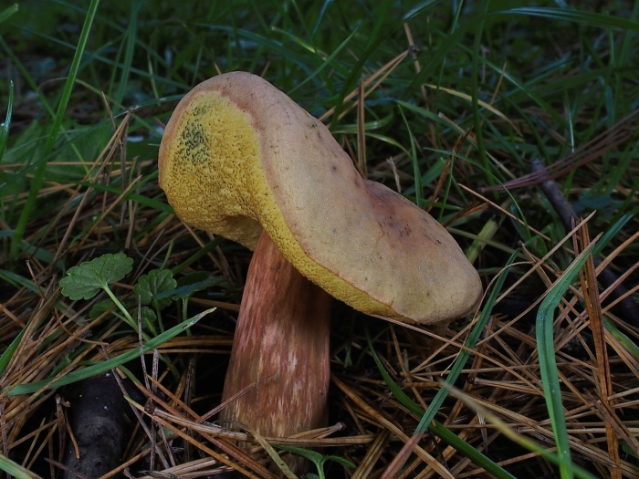 Болет полубронзовый