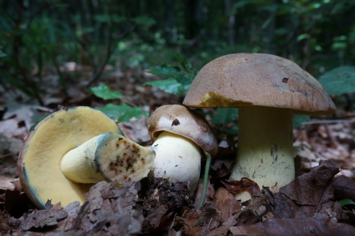 Боровик жёлтый boletus junquilleus