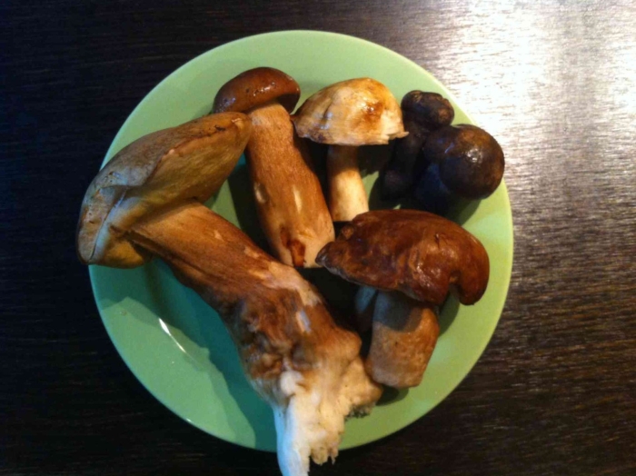 Боровик грибы