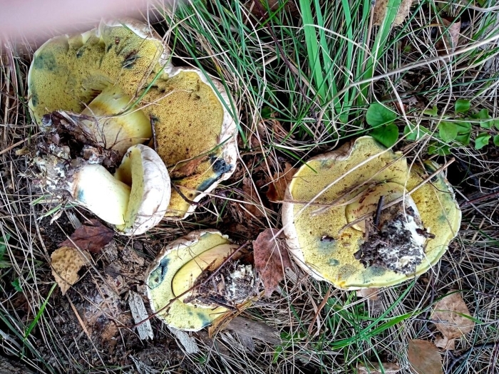 Гриб желтожебрик ложный