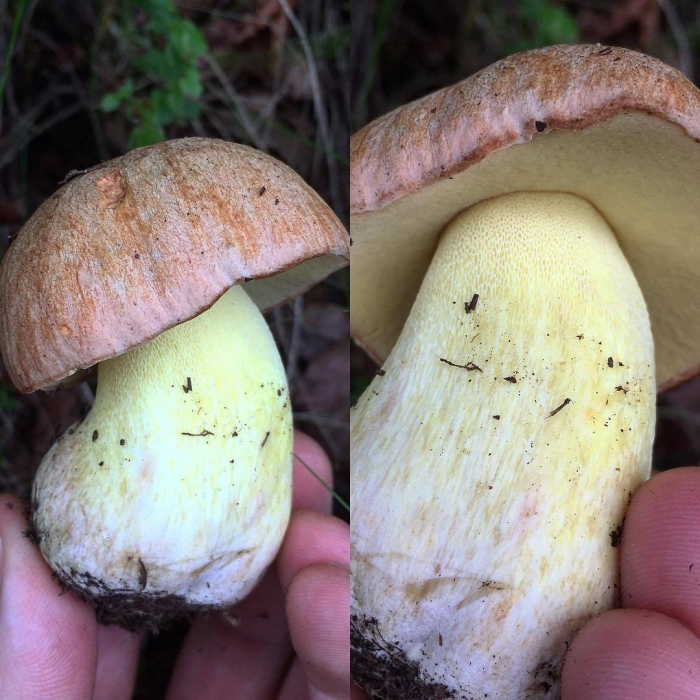 Боровик пластинчатый гриб