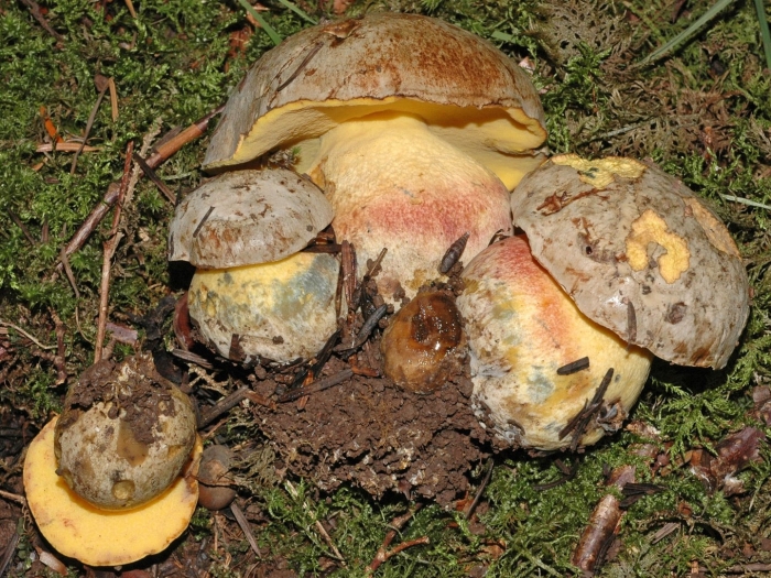 Боровик несъедобный boletus calopus
