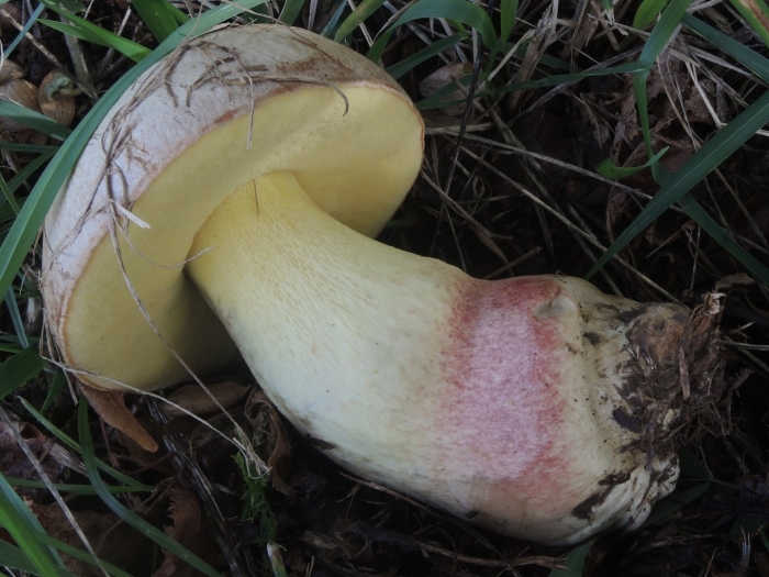Боровик жёлтый boletus junquilleus