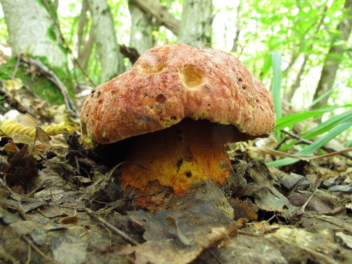 Боровик пурпурный boletus purpureus