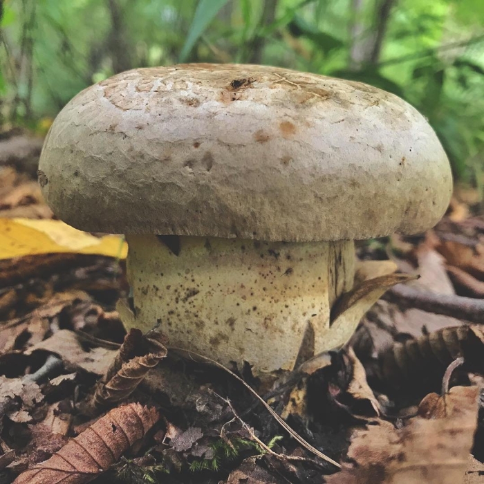 Боровик фехтнера