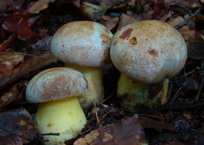 Боровик двуцветный