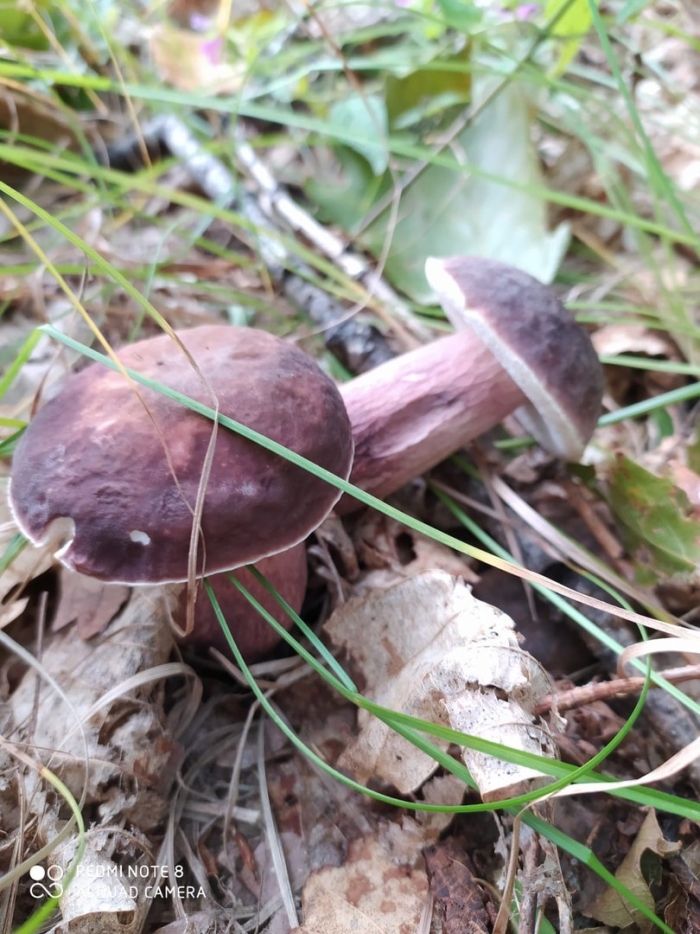Белый гриб бронзовый boletus aereus
