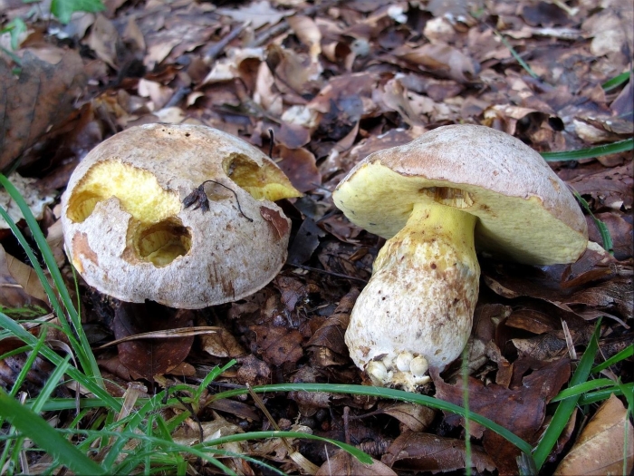 Гриб коренящийся боровик