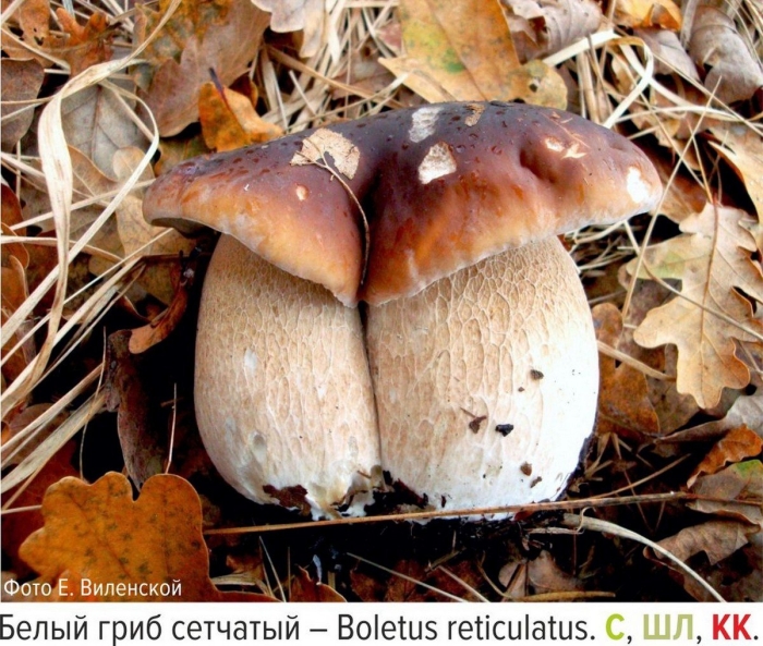 Белый гриб сетчатый