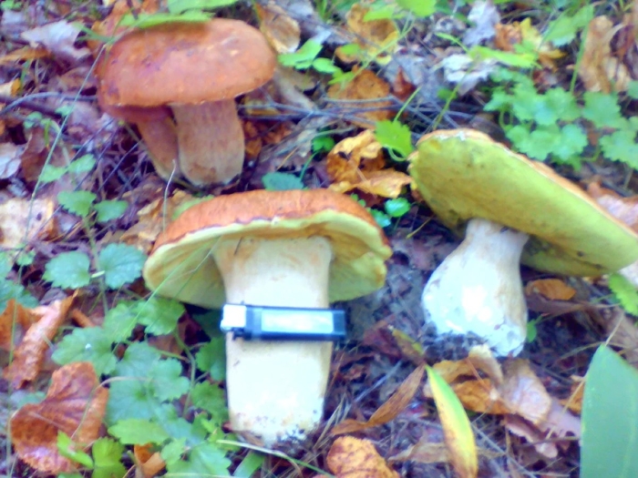 Колосовики грибы