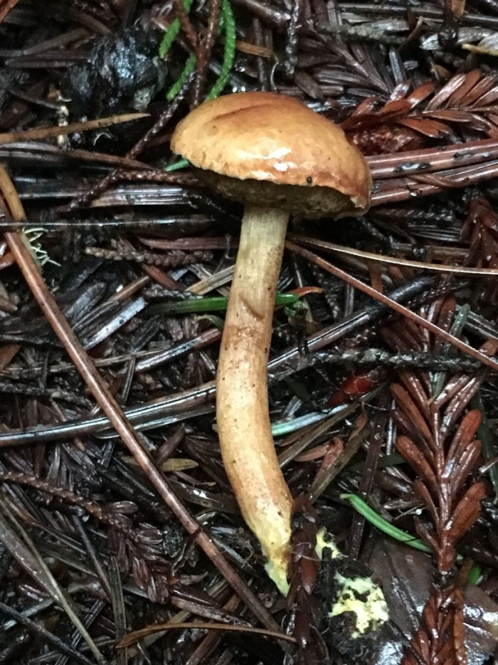 Моховик масленок перечный гриб