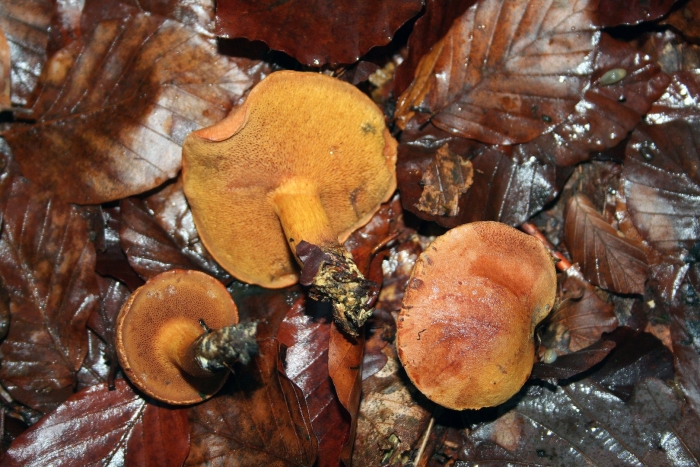 Масленок моховик желто бурый