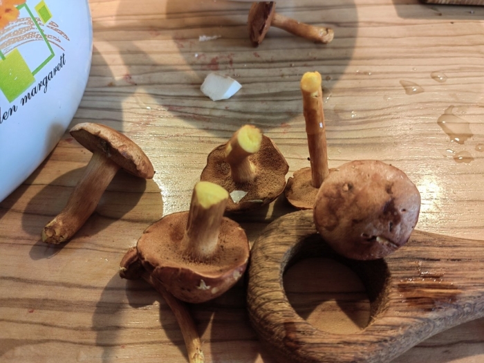 Моховик масленок перечный гриб